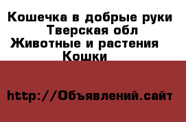 Кошечка в добрые руки - Тверская обл. Животные и растения » Кошки   